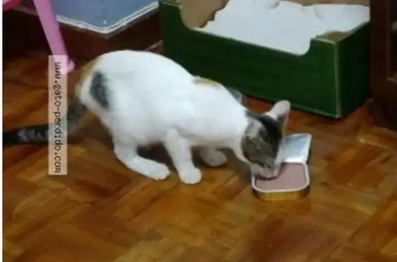 Gato perdido, Rúa de Urzáiz, 118, Vigo — hembra de casi 3 años - photo