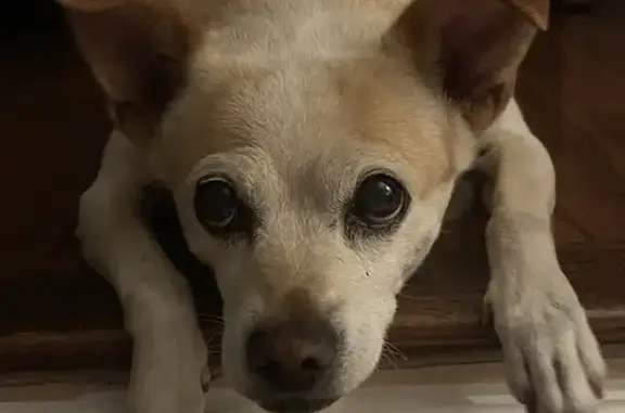 Missing dog Fremont, photo: Lost dog, Buchanan Road, Pittsburg, Fremont — 16 years old, female