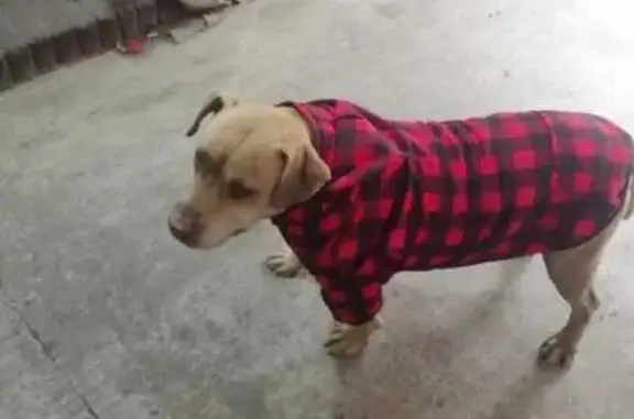 Perro perdido, Noche Buena, MZ34 LT1, Ciudad de México, Iztapalapa — mestizo tipo pitbull - photo