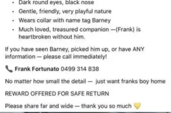 Lost pets Moonee Valley, photo: Lost male dog, Camperdown Avenue, 1, Brimbank, Moonee Valley — wearing a black jacket