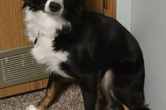 Missing dog Heber-Overgaard, photo: Lost Dog, Pine Rim Road, 2913, Heber-Overgaard, Heber-Overgaard — female miniature American shepherd