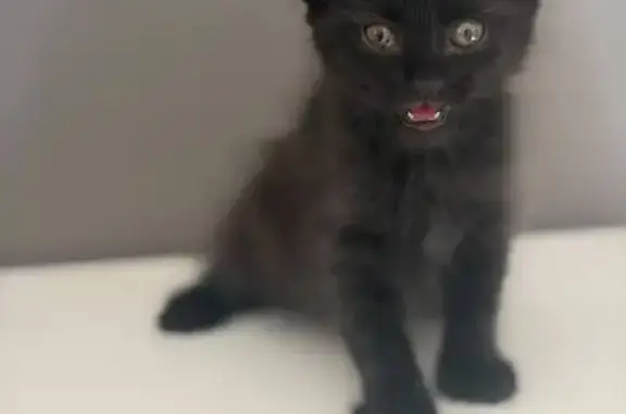 Gato perdido, Carrer de les Illes Canàries, 132, Valencia — responde a Gato o Loki - photo