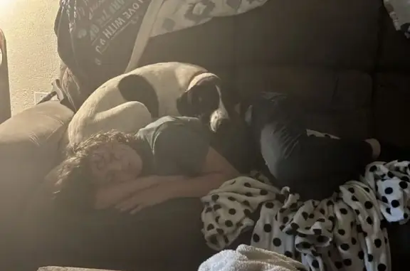 Lost female dog, County Road 2290, Overton — English pointer mix with docked tail - photo