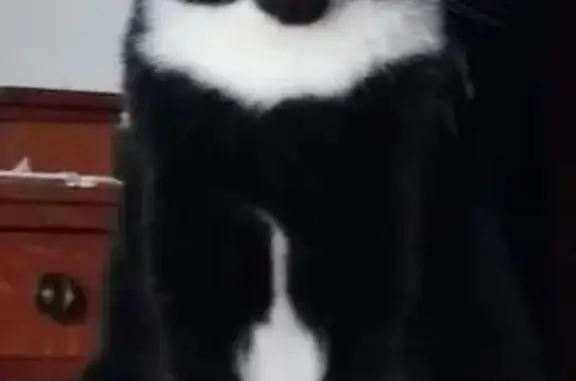 Lost cat, Roosevelt Avenue, Centralia — male with short black-and-white hair - photo