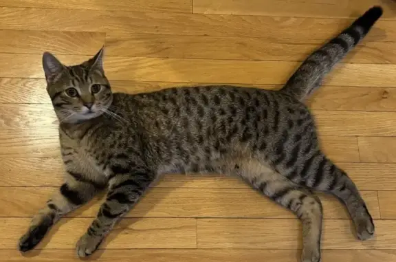 Lost male cat, Graham Drive, 555, Chesterton — brown Bengal mix with stripes and spots - photo