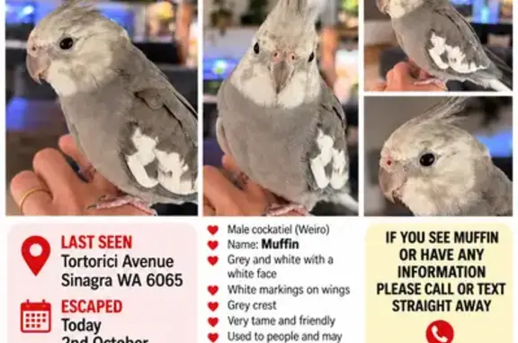 Lost bird, Tortorici Avenue, Wanneroo, Perth — hand-tame male weiro - photo