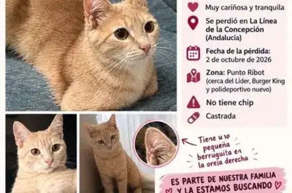 Tiene unos 6 meses de edad, es de color crema clarito, de constitución delgada, es muy cariño, pero no sabemos cómo puede reaccionar fuera de casa porque nunca lo ha estado, debe estar muy asustada y no creo que se deje coger, salió por la ventana del balcón, a través de un huevo de la mosquitera, si alguien la ve por favor no duden en contactar, gracias