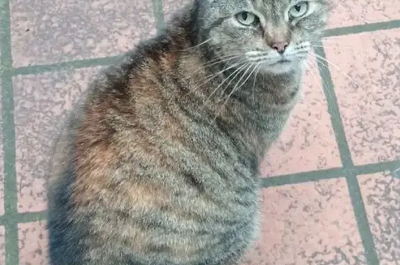 Tabby with lovely nature. Friendly and affectionate. Highly domesticated, indoor cat. Obviously someone's much loved pet. Loves food!