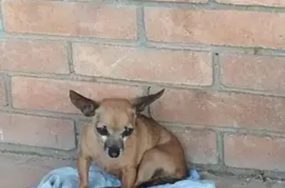 Perro perdido, Privada Turquesas, Chihuahua — hembra café de 17 años - photo