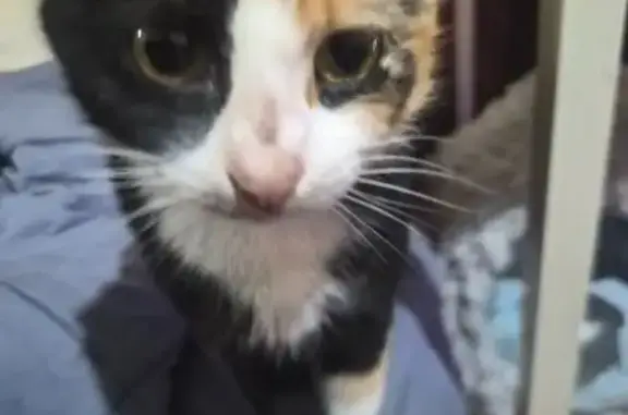 Lost cat, Milner Road, Adelaide — female calico nursing mum - photo