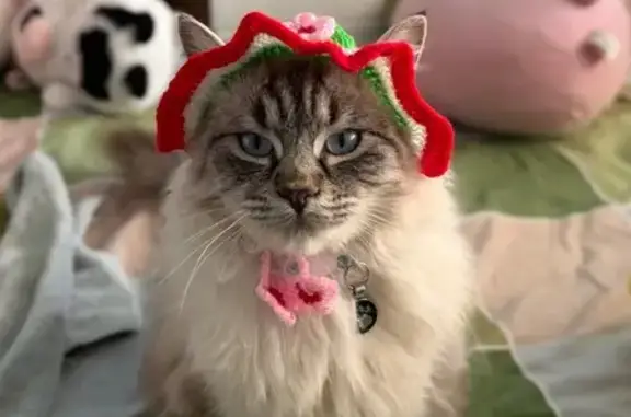 Missing cat Melbourne, photo: Lost cat, Aquamarine Drive, Salisbury, Melbourne - male Ragdoll with a blue collar