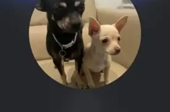 Lost pets Rockbank, photo: Lost dog, Westray Road, 6, Melton, Rockbank — small male with tan markings
