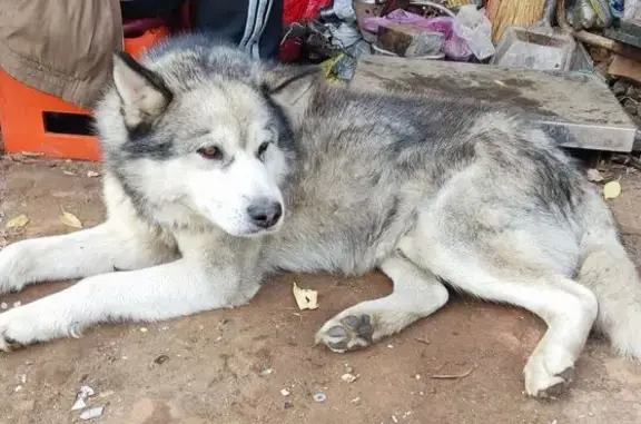 Знайдено собаку Харків, фото: Знайдена собака, вулиця Гвардійців-Широнінців, Харків — тулиться до людей