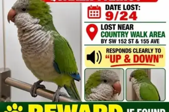 Lost bird, Southwest 152nd Terrace, 15531, Miami — says “Up/Down” - photo