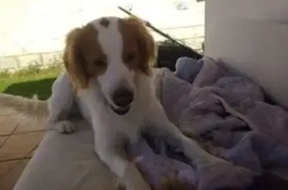 Perro perdido, Chiclana de la Frontera — perro muy mayor con epilepsia - photo