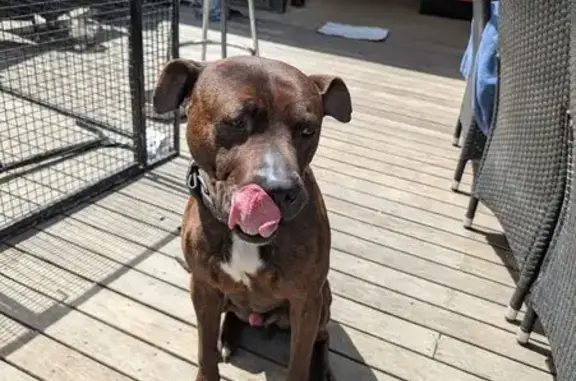 Lost dog, Church Street, 21, Ballarat — friendly male with a funny walk - photo