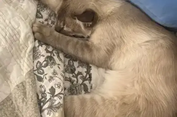 Gato perdido macho, Carretera Sevilla Utrera, 2, Dos Hermanas — ojos azul intenso - photo