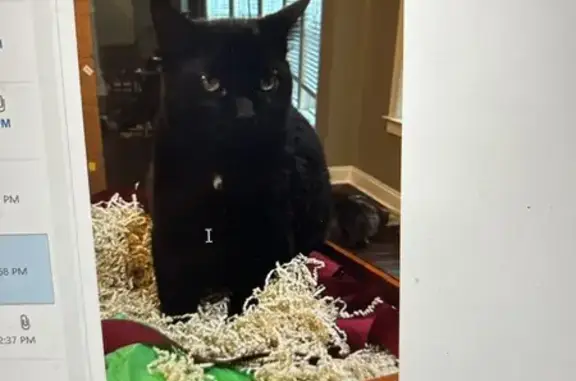 Lost Cat, Cypress Loop, 121, Bloomingdale, Pooler — black male cat with a small white spot on his chest - photo