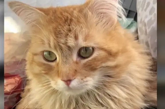Lost male cat, East Charleston Boulevard, 7010, Las Vegas — orange tabby with a bent tail tip - photo