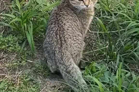 Знайдено кішку Новосілки, фото: Знайдена кішка, вулиця Квітки-Основ’яненка, Київ, Новосілки — невелика та контактна