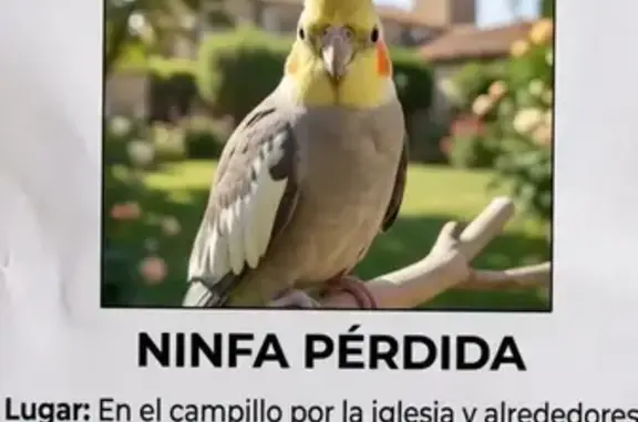 Ave perdida, Calle Constitució...