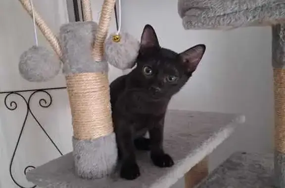 Gato perdido, Carrer de Maria Verger, 2, Les Fonts, Rubi — gatito negro de 3 meses - photo