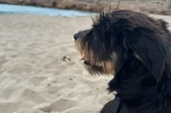 Perro perdido, 20, l'Ametlla de Mar, Tortosa — macho, mezcla de yorkshire - photo