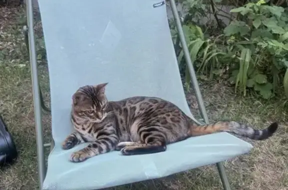 Lost male cat, Winchester Road, 96, Walthamstow — Bengal, 2 years old - photo
