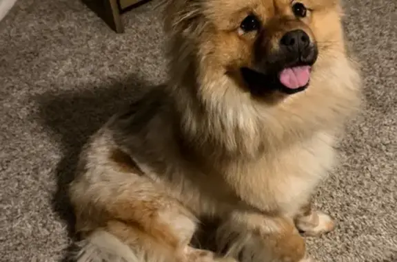 Lost dog, South Dobson Villas, Mesa — 35-lb chow mix - photo