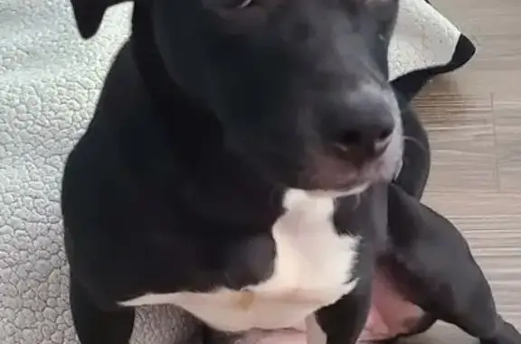 Lost and found pets Machesney Park, photo: Found female dog, Machesney Park — pit bull with white paws and tail tip