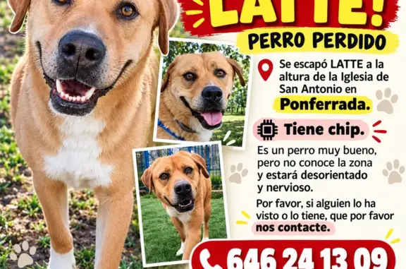 Perro perdido, Calle San Fructuoso, 1, Ponferrada, Latina — grande, marrón y con pecho blanco - photo