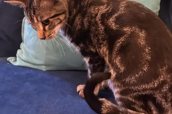 Missing cat Akron, photo: Lost male cat, Sunset View Drive, 1200, Akron — brown classic tabby with large swirls