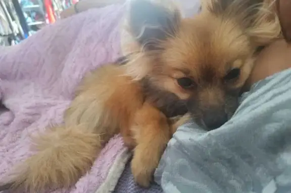 Perro perdido, Montes Balcanes, 22, Heroica Puebla de Zaragoza, Puebla — hembra Pomerania - photo