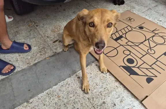 Búsqueda de mascotas, foto: Perro encontrado, Retorno 64, Ciudad de México, Coyoacan — joven y de tamaño mediano