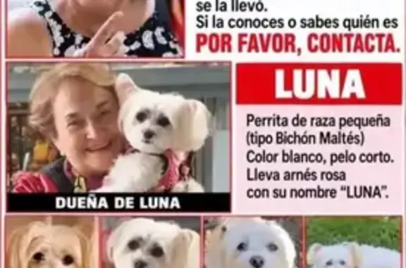Perdido perro, hembra, El Natahoyo, Gijón, Asturias, España, Gijon — robado en un bazar - photo
