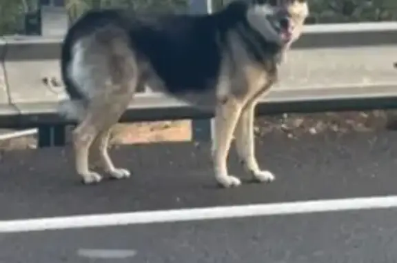 Perro perdido, Avinguda al Vedat, 135, Torrent — desorientado y asustado - photo