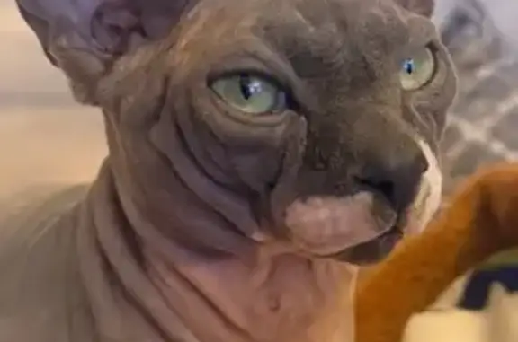 Gato perdido, Avenida de la Laguna, 105, Chipiona, Sanlucar de Barrameda — esfinge gris sin pelo, responde a Nilo - photo