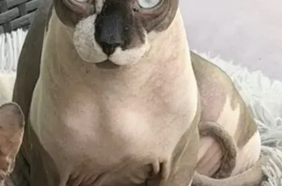 Gato perdido macho, Calle Foro de Ermua, 86, La Rinconada, Sevilla — muy cariñoso - photo