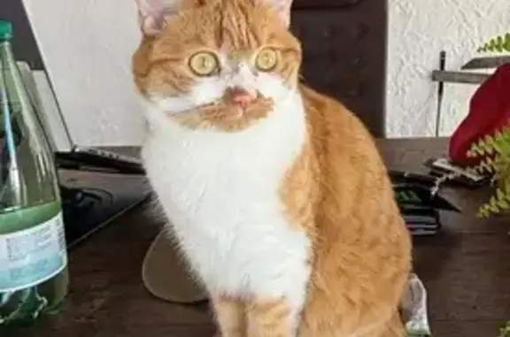 Gato perdido, Calle del Carmen, 5, City Center — asustada y escondida en tejados - photo