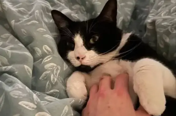 Lost cat, Foxglove Close, Rushden — neutered male with green eyes - photo