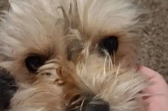 Lost dog, Larcus Avenue, 2012, Bakersfield — friendly male Yorkie mix - photo