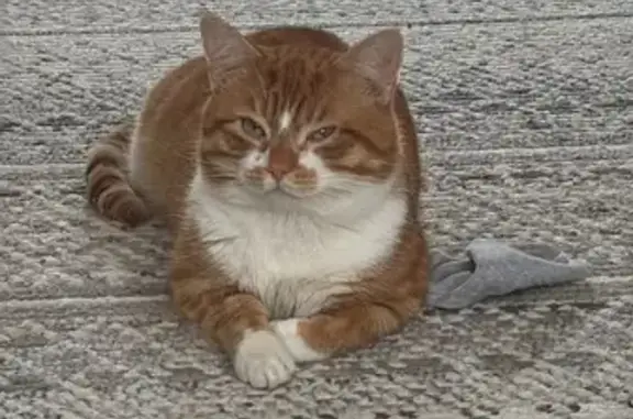 Lost cat, Coplaw Street, 82, Glasgow — friendly male ginger and white cat - photo