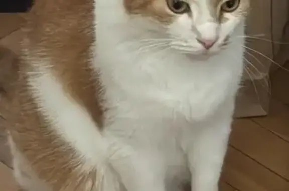Gato perdido, Calle de Luis Mitjans, 50B, Madrid, Puente de Vallecas — pelirrojo, posiblemente herido - photo