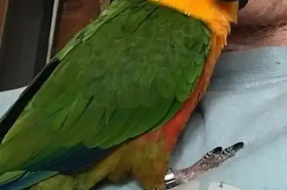 Lost bird, female, Woronora Road, 255, Sutherland Shire Council, Sutherland Shire — yellow head and green wings - photo