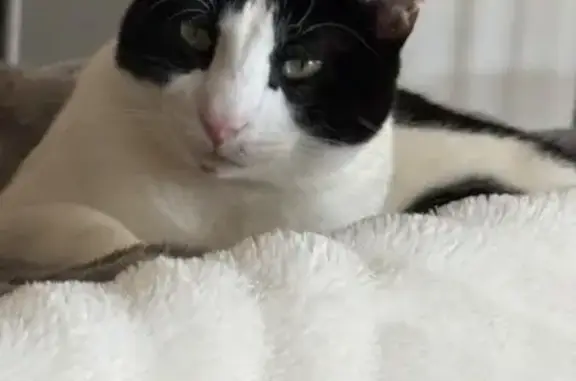 Lost cat, male, West Country Club Road, 1955, Claremore, Owasso — black and white with a black chin spot - photo