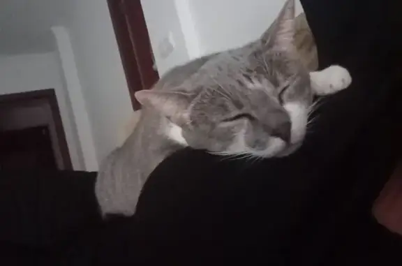Gato perdido, Calle Río Tajo, 6, Huelva — hembra con barbilla blanca y mancha gris y marrón - photo
