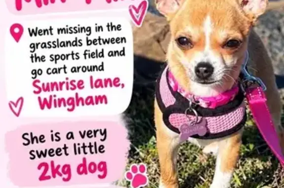 Missing dog Wingham, photo: Lost Dog, Wingham — timid 2.2 kg Chihuahua with tan-and-white markings