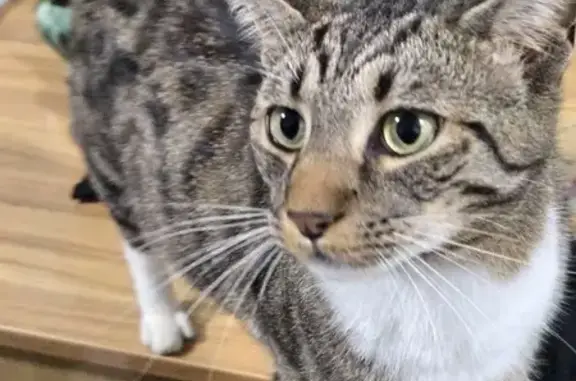 Lost cat, East Dameron Avenue, Liberty, Asheboro — three-year-old tabby with a white chest - photo