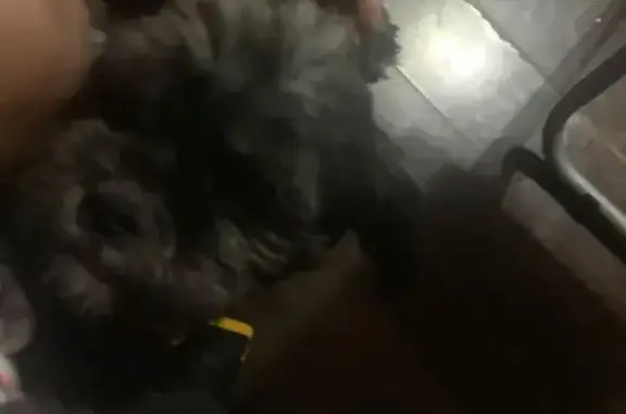 Missing dog Brooklyn, photo: Lost male dog, Vernon Avenue, 303, Manhattan — red and black collar