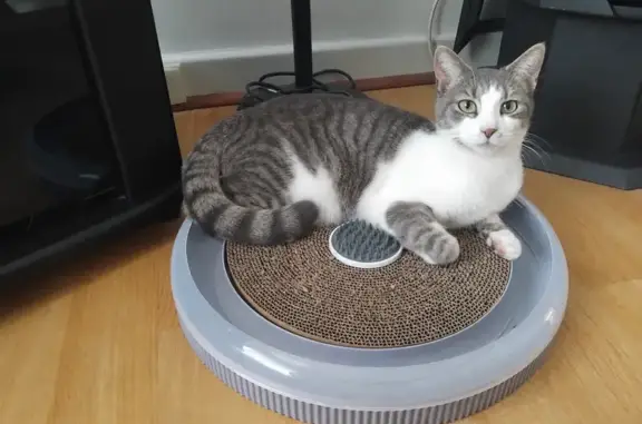 Lost cat, Nelson Road, 172, Salisbury, Para Hills — male, possibly injured - photo